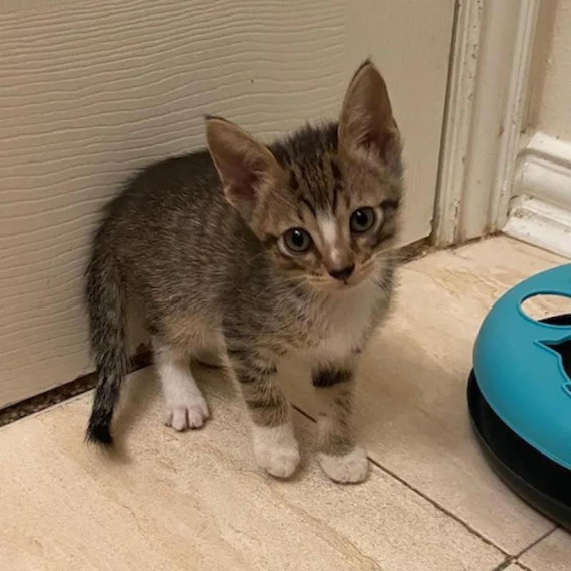 An adult small-sized female Brown / Chocolate Domestic Short Hair cat named Nala for adoption in Houston, TX