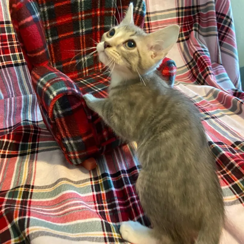 Nala thumbnail 3