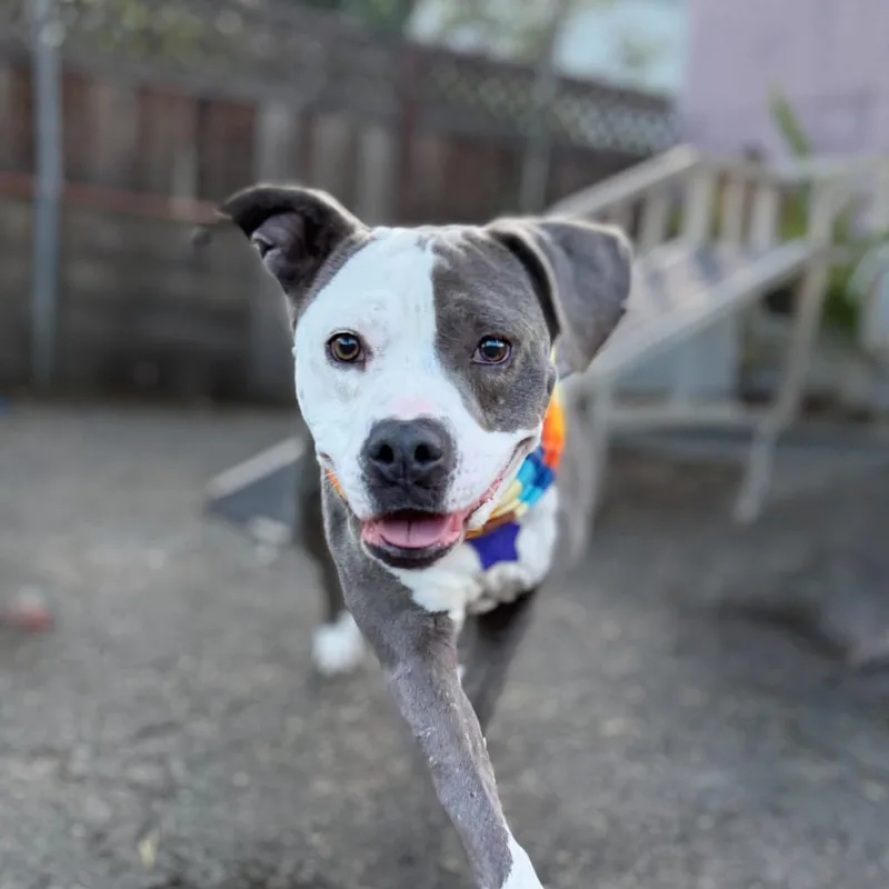 A senior medium-sized male Gray / Blue / Silver Mixed Breed dog named Eugene for adoption in San Francisco, CA