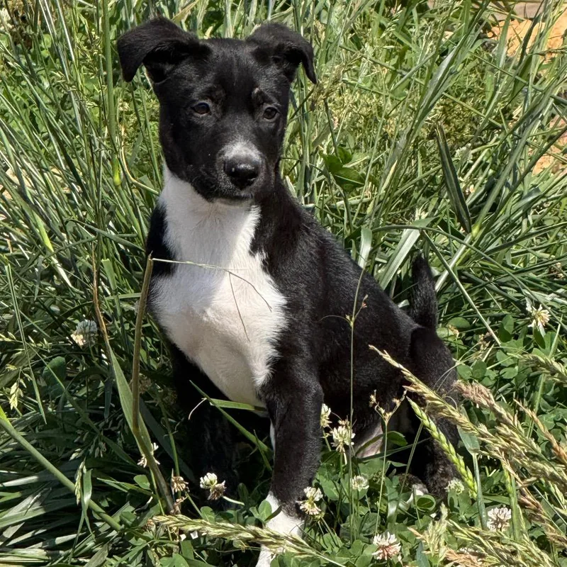 A baby medium-sized female Black Mixed Breed dog named Lily Ann for adoption in Southside, TN