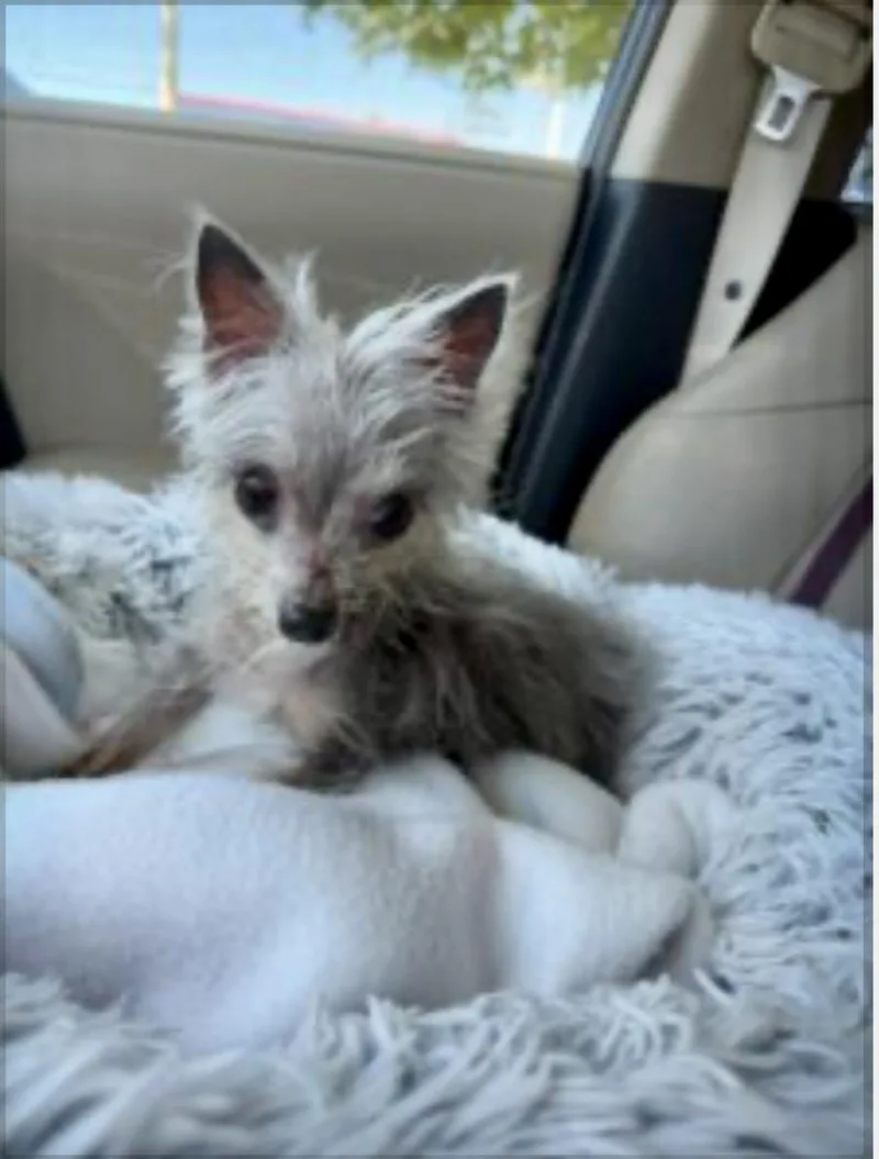 A senior small-sized female Yorkie Poo dog named Florence for adoption in Norfolk, VA