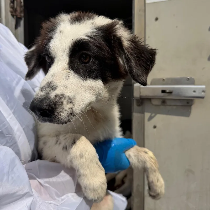 A baby medium-sized female White / Cream Collie dog named Penguin for adoption in Edinburg, TX