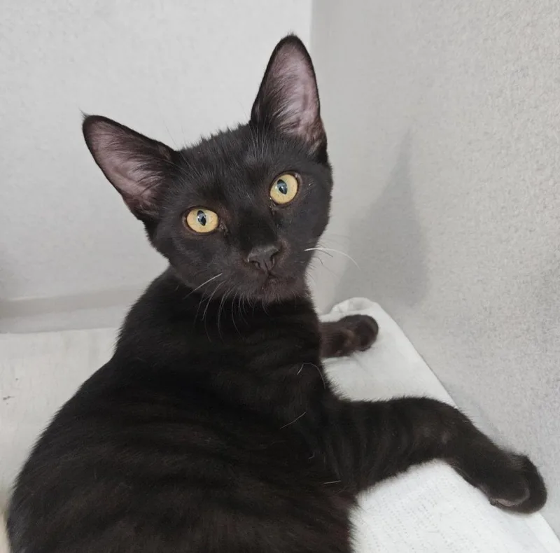 A baby small-sized male Domestic Short Hair cat named Melvin for adoption in Los Angeles, CA