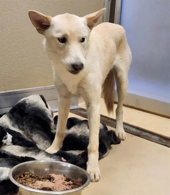 A young medium-sized female Shepherd dog named Yuki for adoption in Thousand Palms, CA