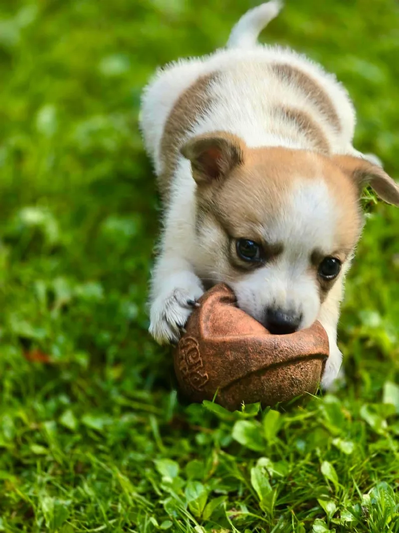 A baby small-sized male Jack Russell Terrier dog named Asher for adoption in Solon, OH
