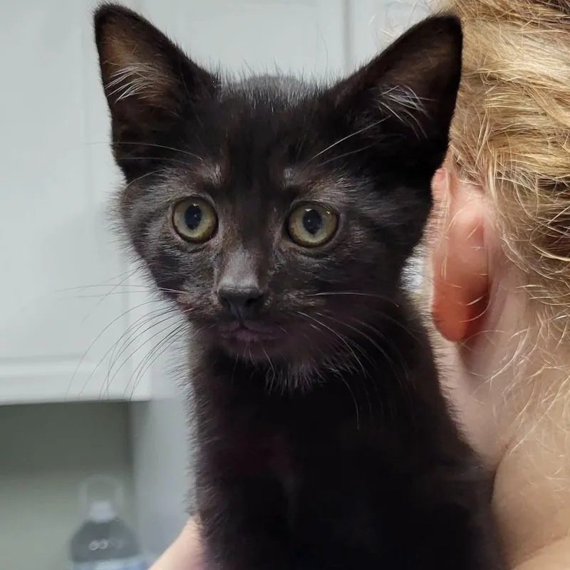 A baby medium-sized male Black Domestic Short Hair cat named Sabbath for adoption in Mazon, IL