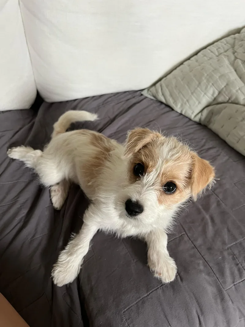 A baby small-sized female Chihuahua dog named Isla for adoption in North Haven, CT