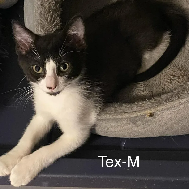 A baby medium-sized male Black & White / Tuxedo Domestic Short Hair cat named Tex DM for adoption in Austin, TX