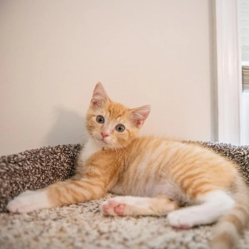 A baby small-sized male Orange / Red Domestic Short Hair cat named Charlie for adoption in Chantilly, VA
