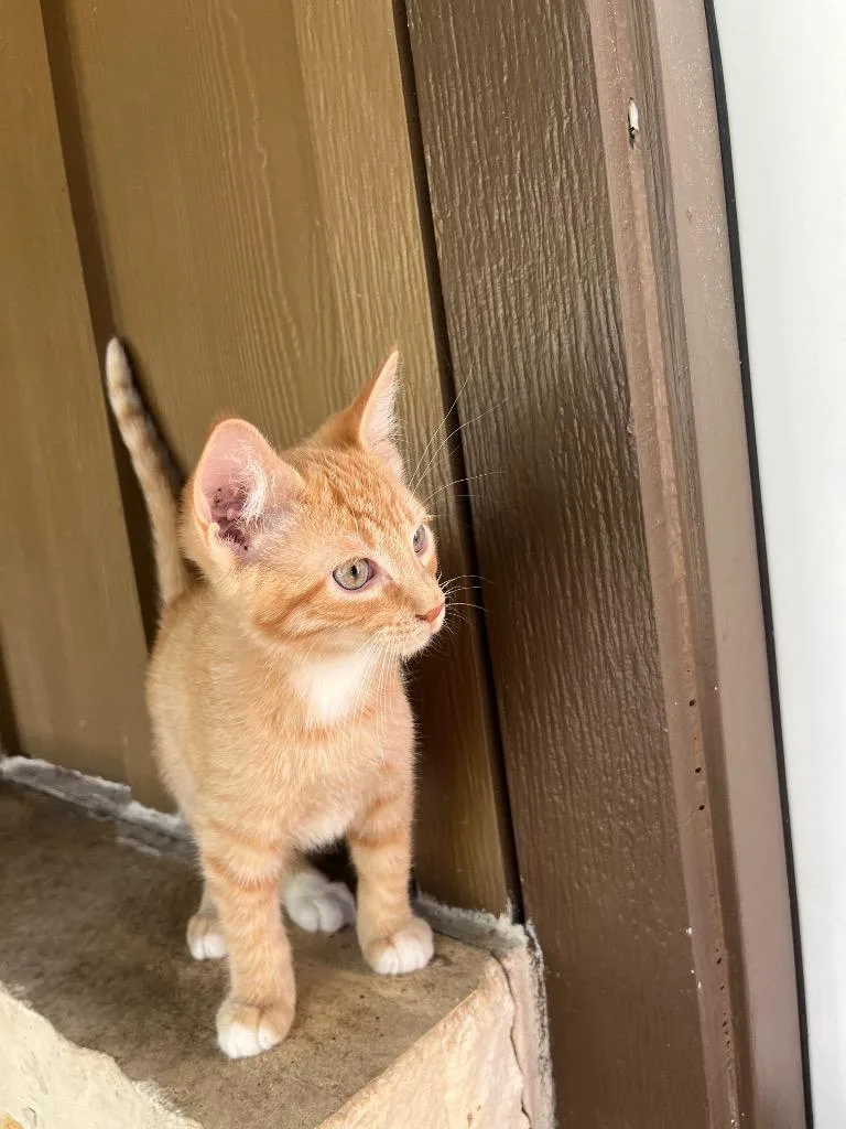A baby medium-sized male Domestic Short Hair cat named Cheeto for adoption in San Antonio, TX