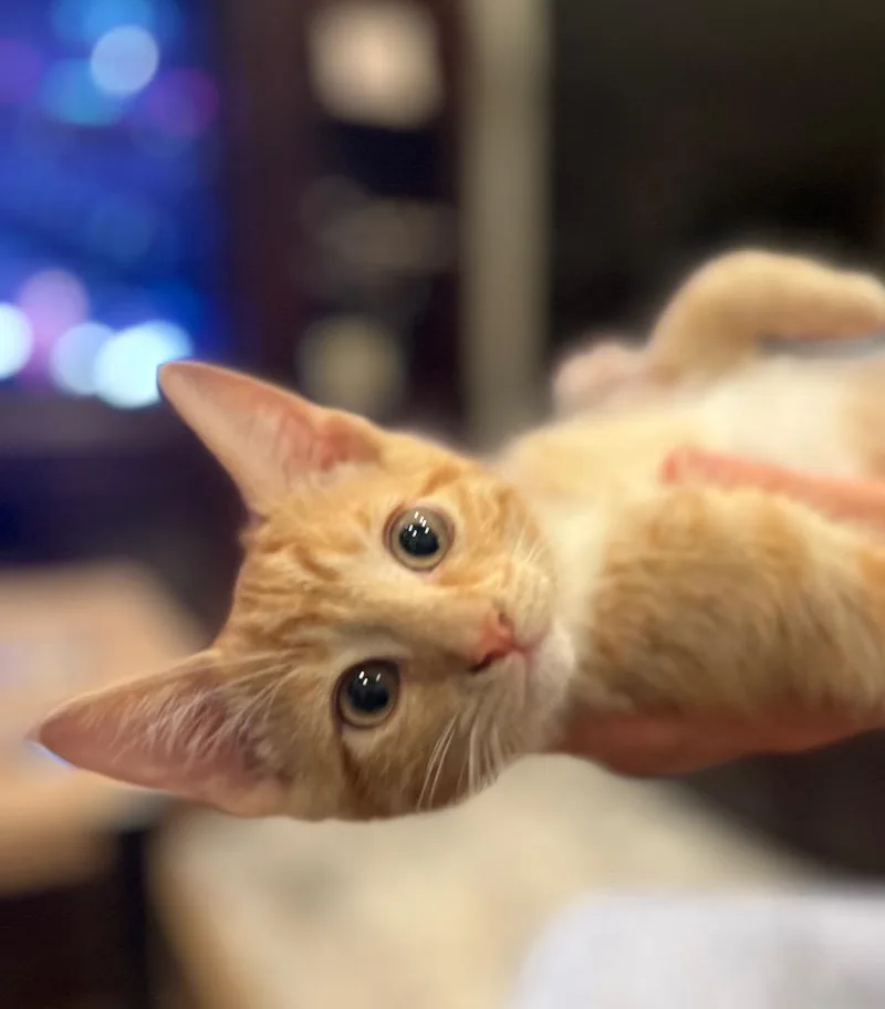 Cheeto thumbnail 3