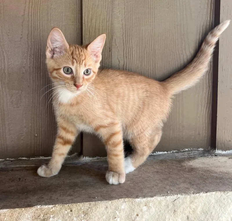 Cheeto thumbnail 5