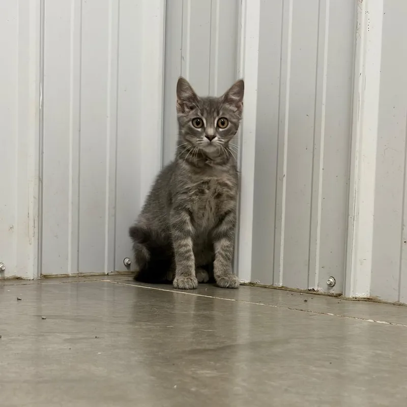 A baby small-sized male Domestic Short Hair cat named Dusty for adoption in Brookfield, MO