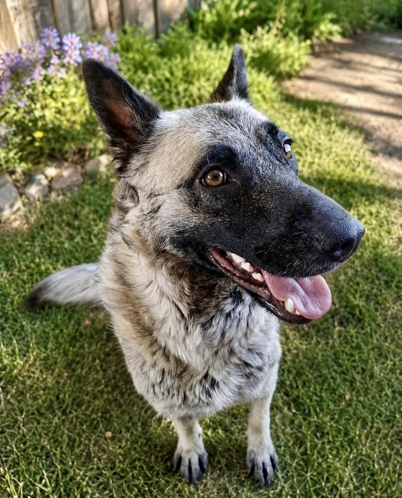 An adult large-sized female Tricolor (Brown, Black, & White) Shepherd dog named Millie for adoption in Mooresville, NC