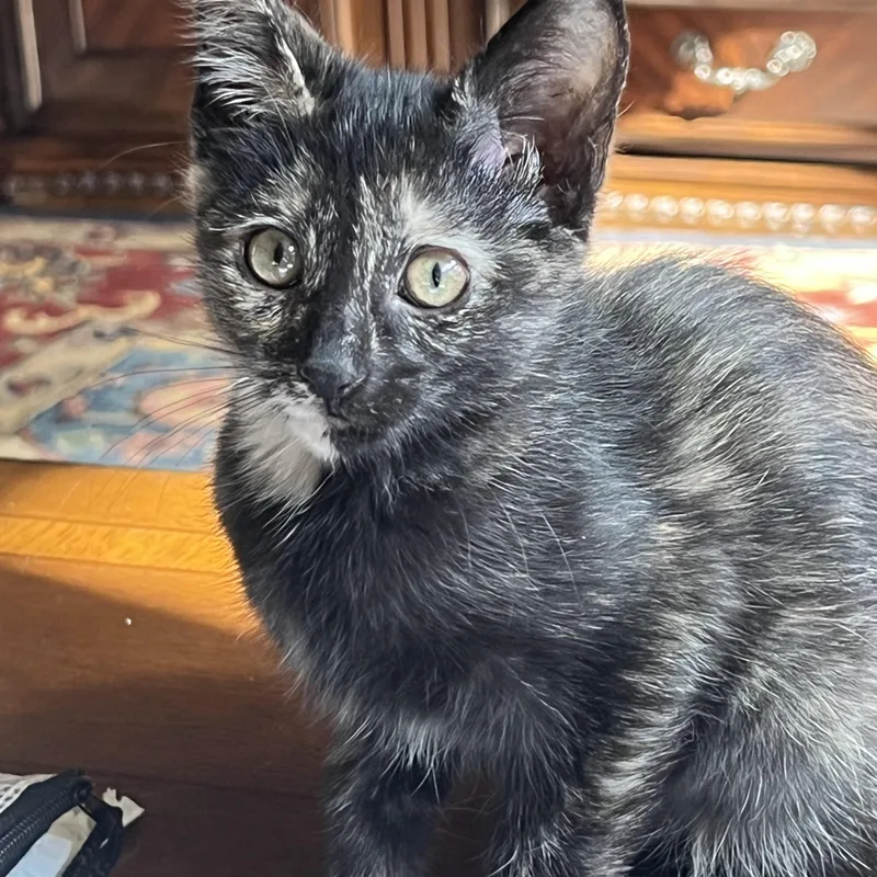 A young medium-sized female Tortoiseshell Domestic Short Hair cat named Simone for adoption in Huffman, TX