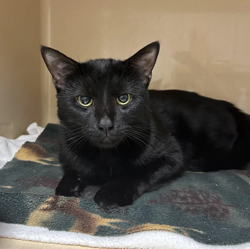 A young medium-sized male Black Domestic Short Hair cat named Tony for adoption in Elyria, OH