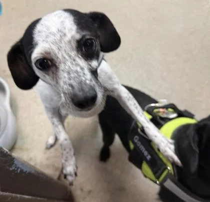 An adult small-sized female Fox Terrier dog named Molly for adoption in Palm Coast, FL