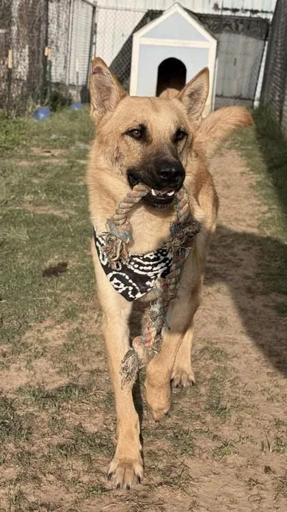An adult large-sized male German Shepherd Dog dog named Sheldon for adoption in Balch Springs, TX