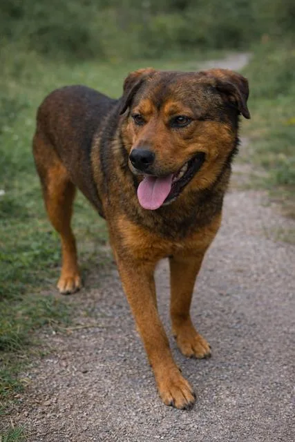 A young large-sized male Labrador Retriever dog named Rocky for adoption in Charlotte, NC