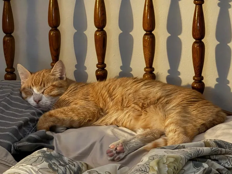 A senior medium-sized male Domestic Short Hair cat named Clawed for adoption in Minneapolis, MN