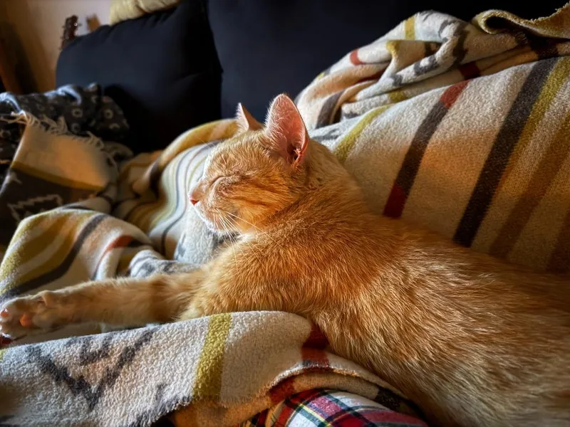 Clawed thumbnail 3