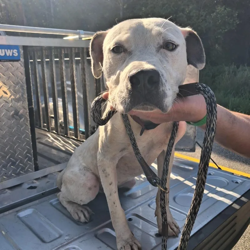 A young medium-sized male Pit Bull Terrier dog named Kewi for adoption in Gautier, MS