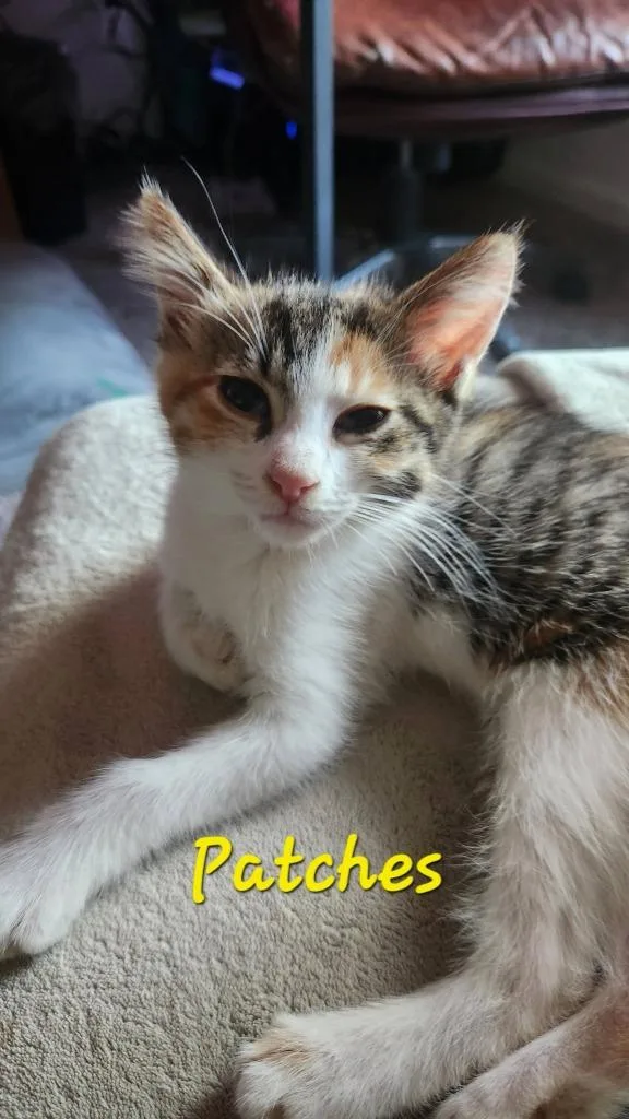 Patches thumbnail 5
