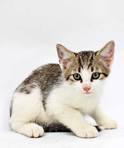A baby small-sized male Domestic Short Hair cat named Nugget for adoption in Morton Grove, IL