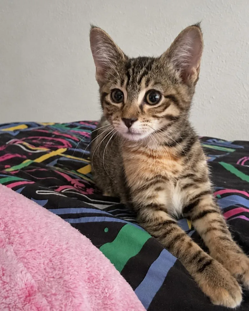 A baby medium-sized female Tabby (Orange / Red) Domestic Short Hair cat named Cara for adoption in Allen, TX