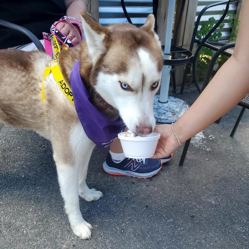 An adult medium-sized female Apricot / Beige Husky dog named Dianna for adoption in Philadelphia, PA