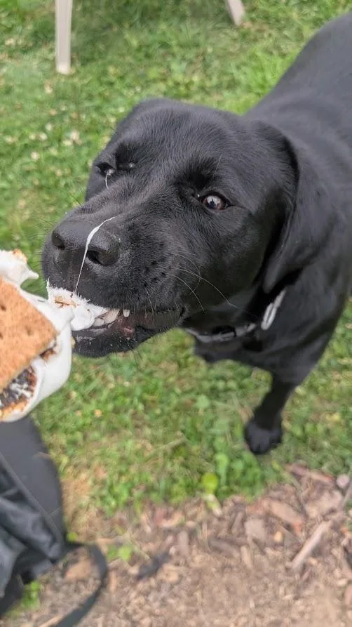 A young large-sized male Black Labrador Retriever dog named Boomer for adoption in Indianapolis, IN