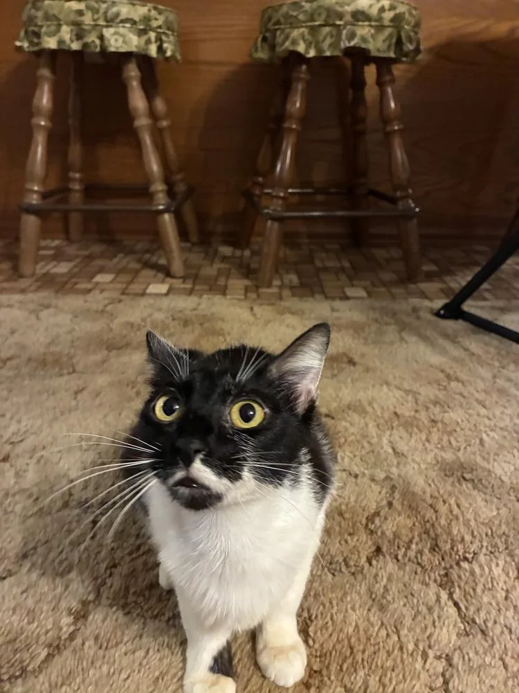 An adult medium-sized female Domestic Short Hair cat named Meekro for adoption in Little Rock, AR