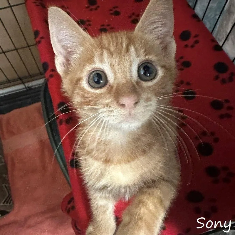 A baby small-sized male Domestic Medium Hair cat named Sony for adoption in Yucaipa, CA