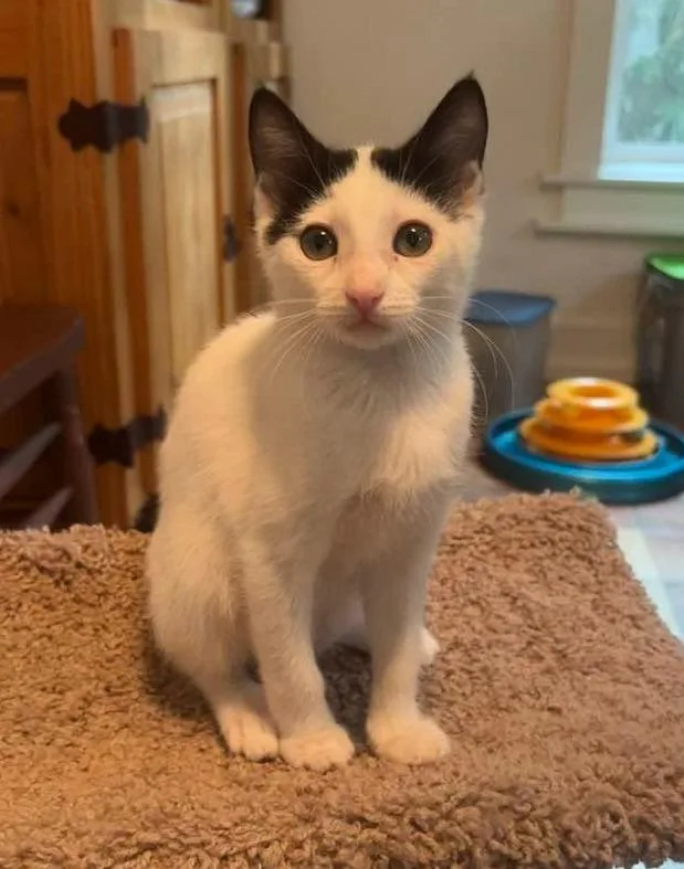 A baby small-sized female Domestic Short Hair cat named Annie for adoption in Magnolia, TX