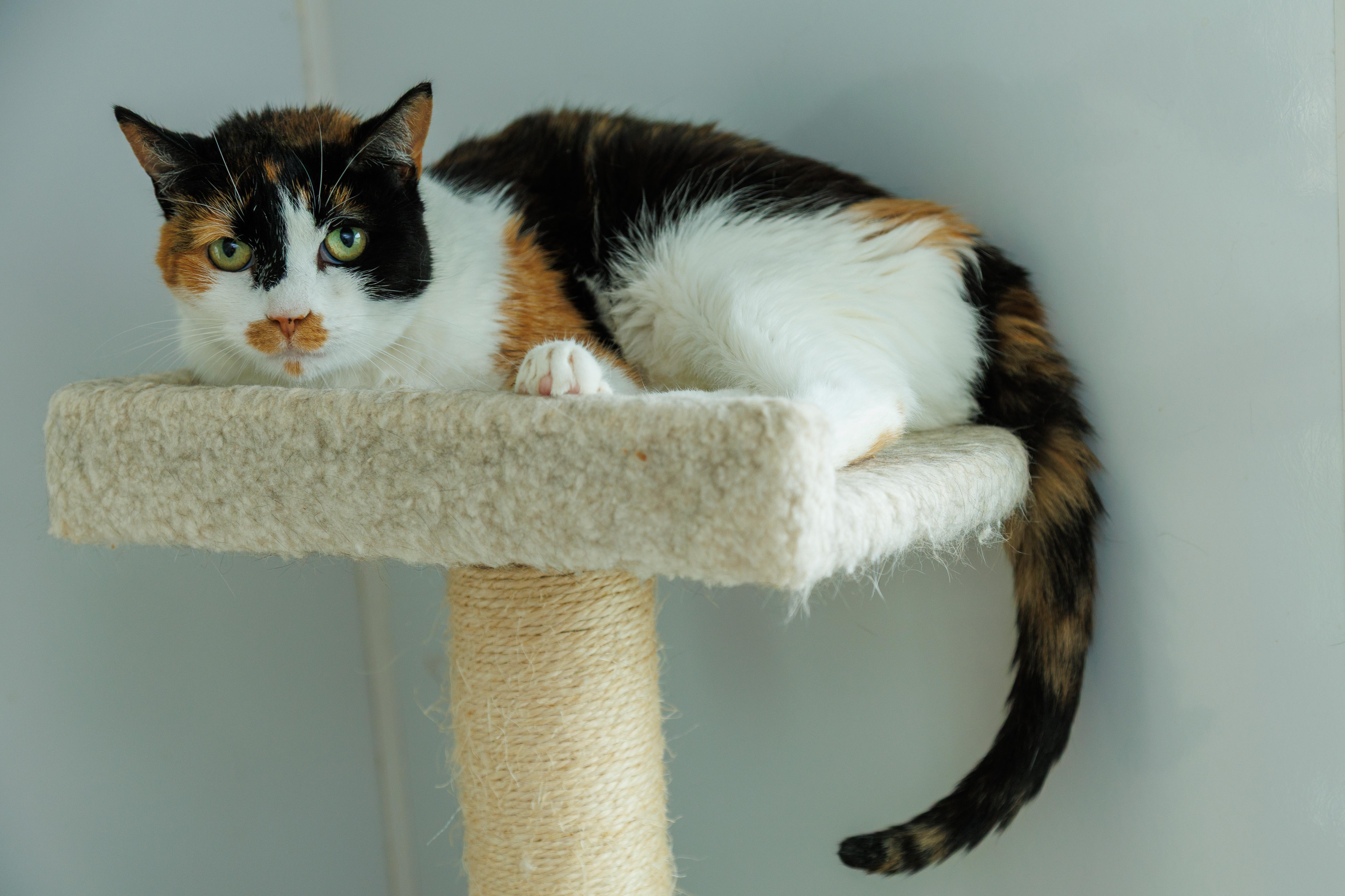An adult medium-sized female Domestic Short Hair cat named Ruthie for adoption in Chester Springs, PA