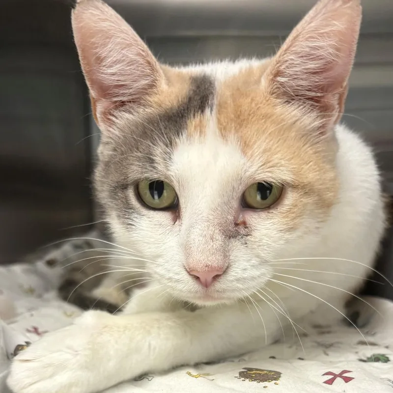 An adult medium-sized female Calico Domestic Short Hair cat named Meowly Cyrus for adoption in East Hanover, NJ