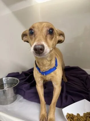 An adult small-sized male Mixed Breed dog named Otto for adoption in West Chester, PA
