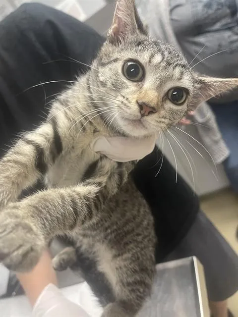 A baby small-sized female Domestic Short Hair cat named Spindrift for adoption in Easton, MD