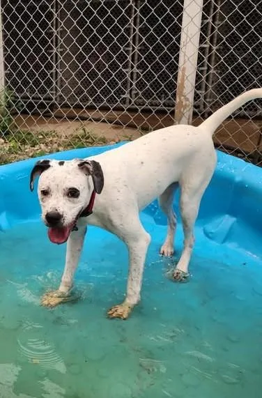 A young medium-sized female White / Cream Pointer dog named Missy Miss for adoption in Reed City, MI