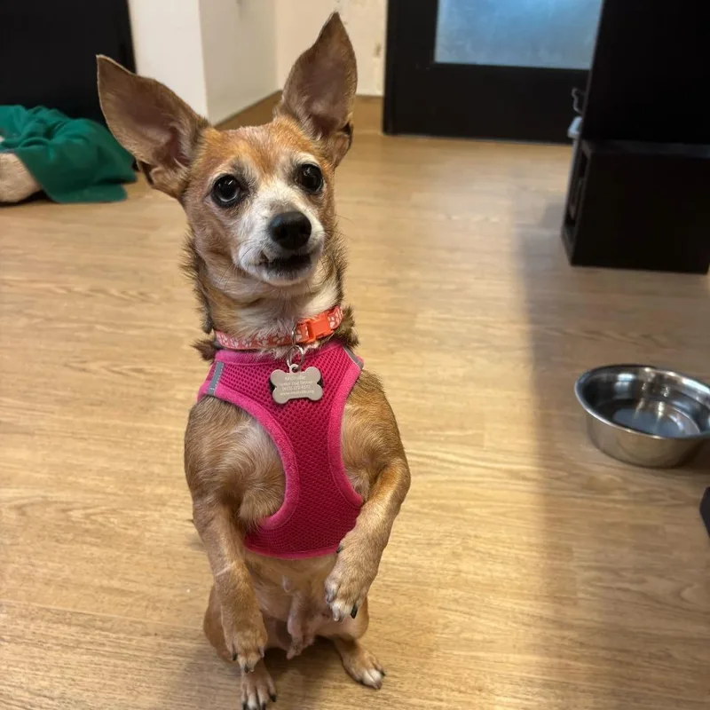 A senior small-sized female Yellow / Tan / Blond / Fawn Chihuahua dog named Preppy for adoption in San Francisco, CA