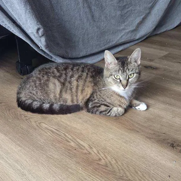 An adult medium-sized female Brown / Chocolate Domestic Short Hair cat named Sprinkles for adoption in Harrisonburg, VA