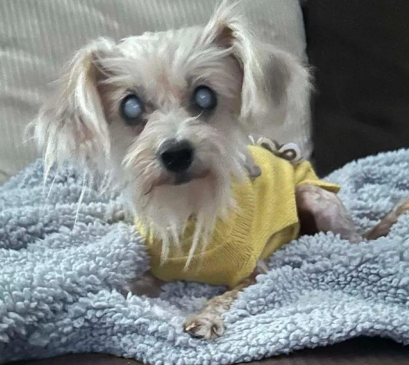 Dina Flintstone thumbnail 2