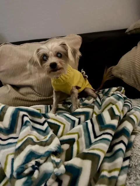 Dina Flintstone thumbnail 3