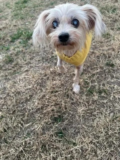 Dina Flintstone thumbnail 4