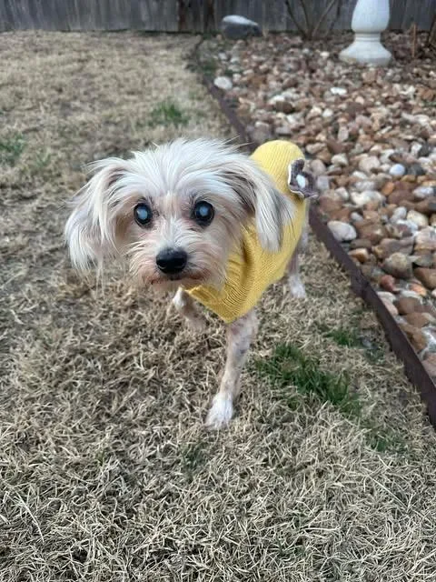 Dina Flintstone thumbnail 5