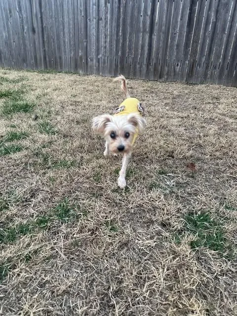 Dina Flintstone thumbnail 6