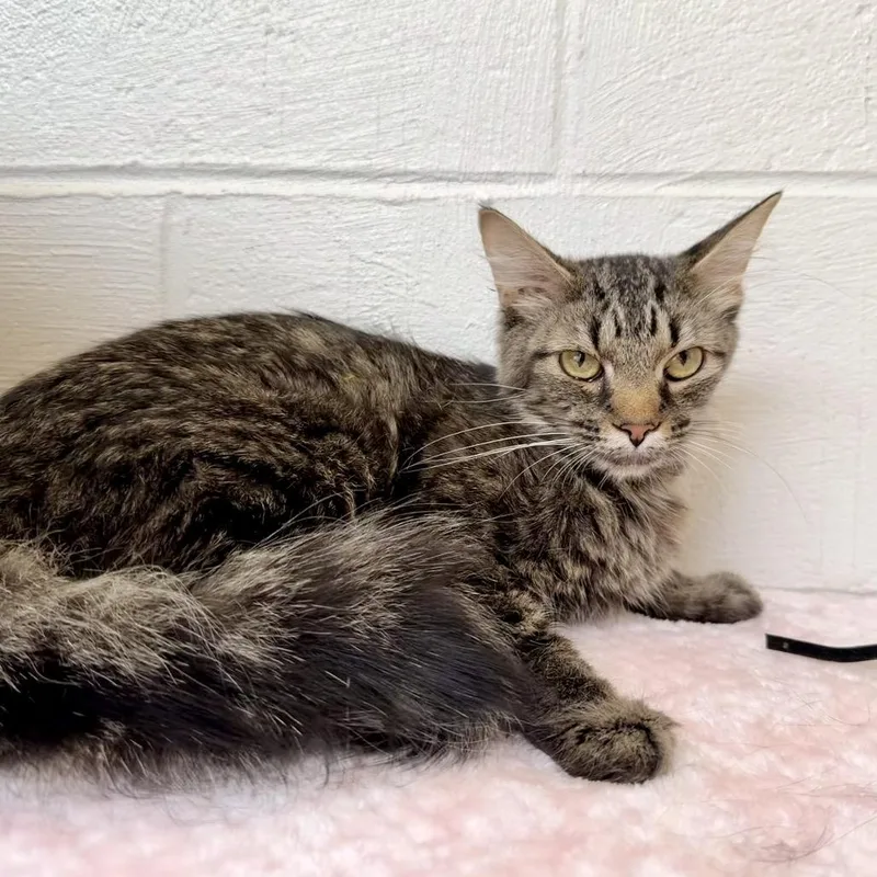 A young small-sized male Brown / Chocolate Domestic Short Hair cat named Theo for adoption in Evensville, TN