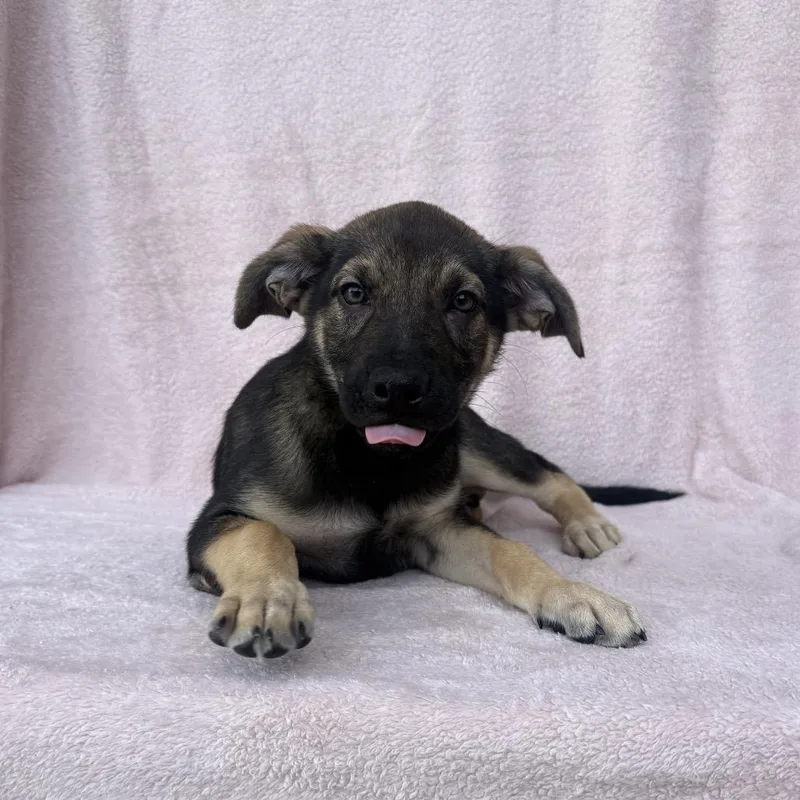 A baby small-sized male Black Shepherd dog named Rattle for adoption in Carencro, LA