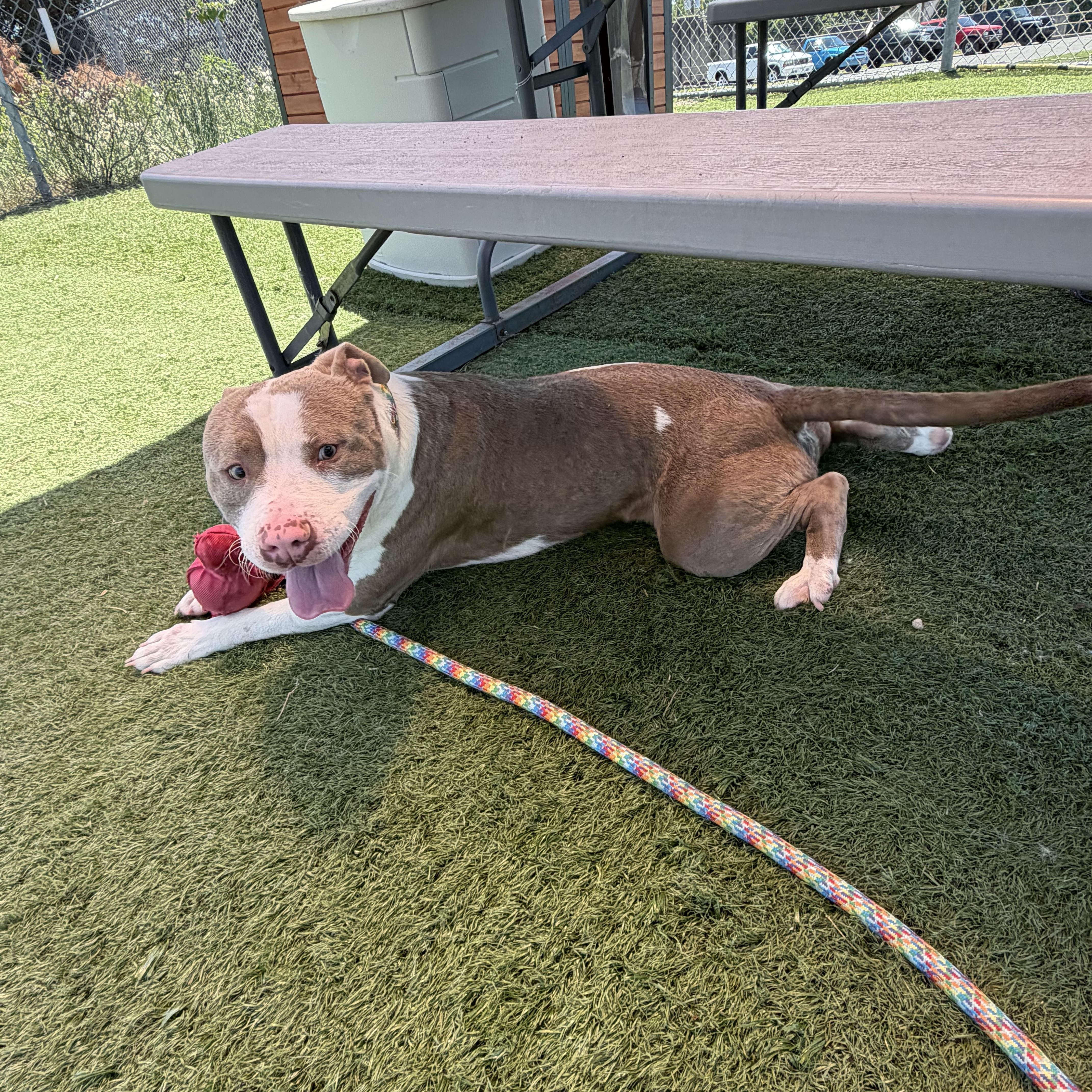 An adult medium-sized male Pit Bull Terrier dog named Boo for adoption in Albemarle, NC