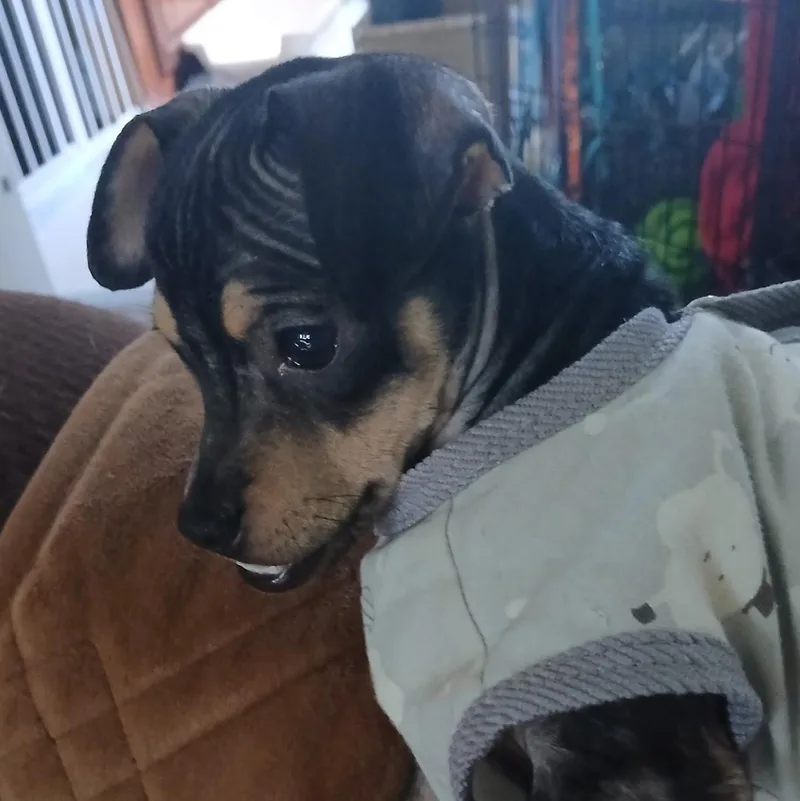 A baby small-sized female Chihuahua dog named Olive for adoption in CORPUS CHRISTI, TX